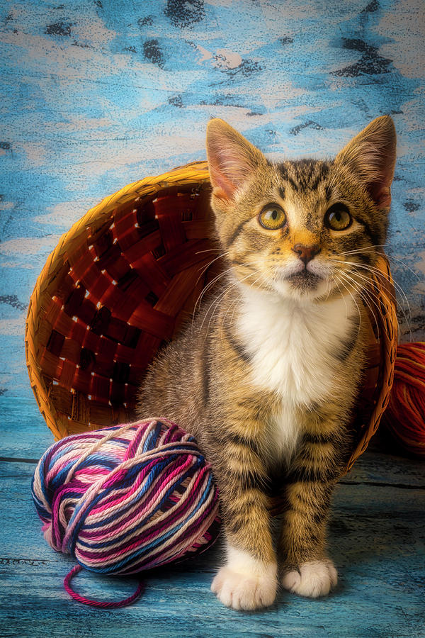 Kitten With Yarn And Basket Photograph by Garry Gay