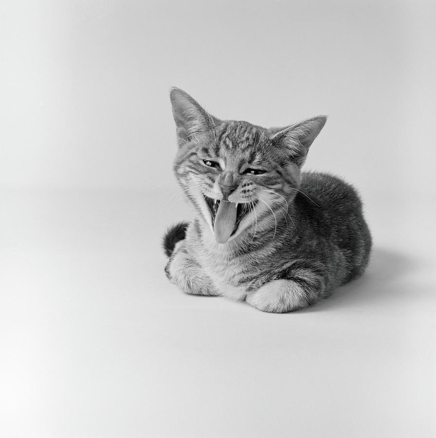 Kitten Yawning Photograph by H. Armstrong Roberts