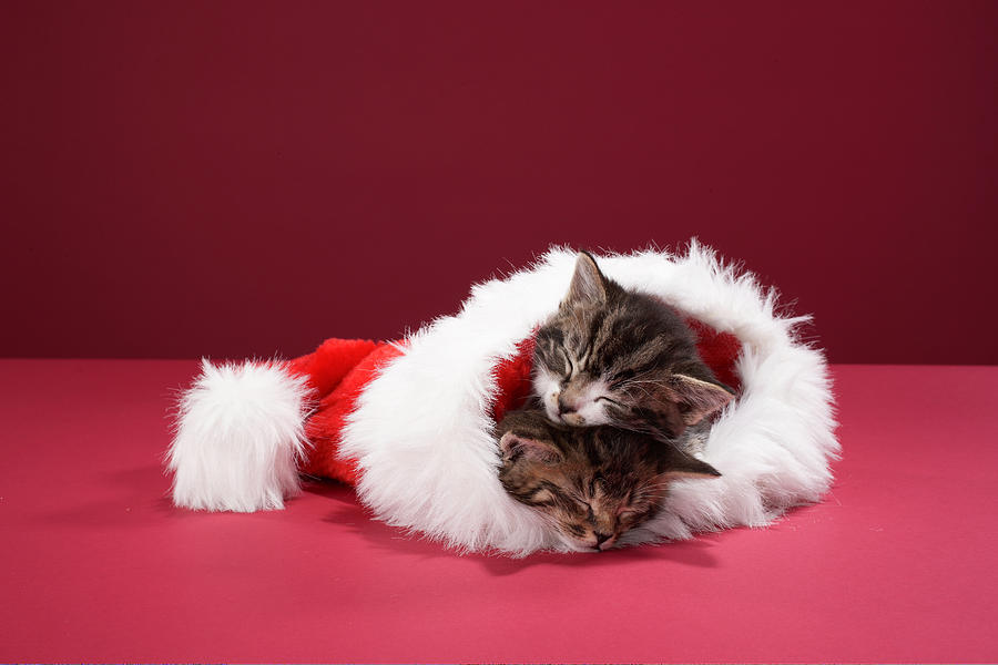 Kittens Asleep Together In Christmas Hat Photograph by Martin Poole