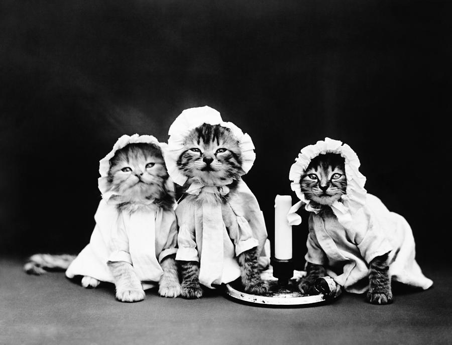 Kittens At Bedtime - Harry Whittier Frees Photograph by War Is Hell Store