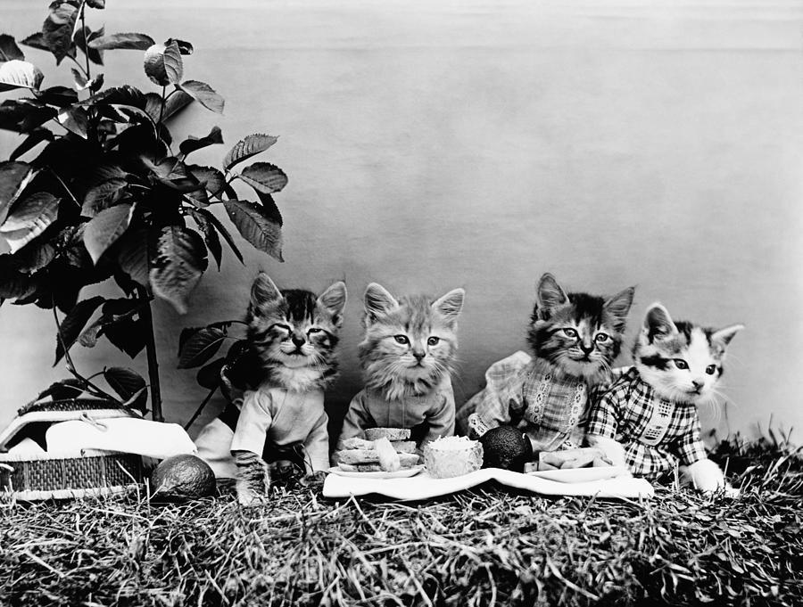 Kittens Having A Picnic - Harry Whittier Frees Photograph by War Is Hell Store
