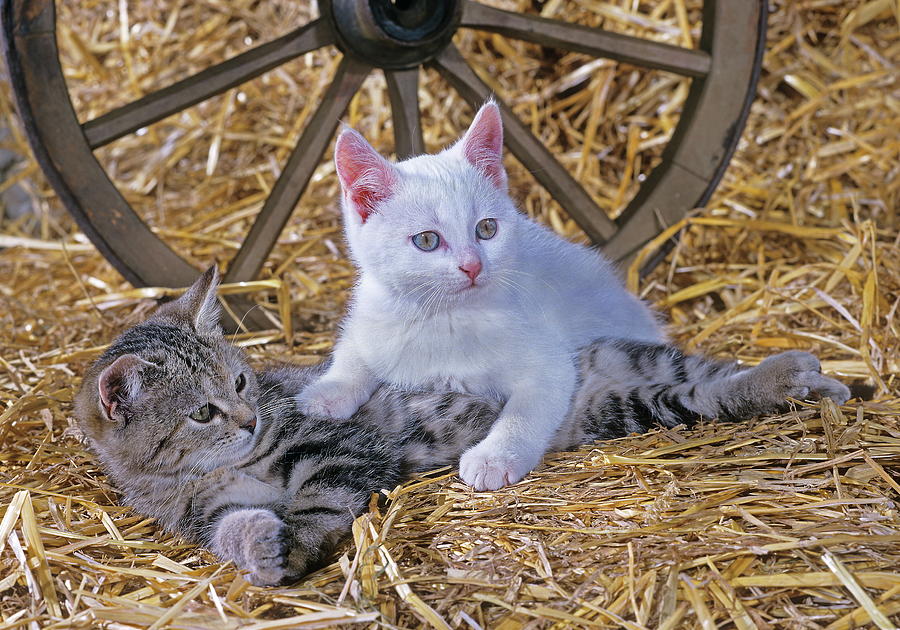 Kittens In Barn Digital Art by Robert Maier