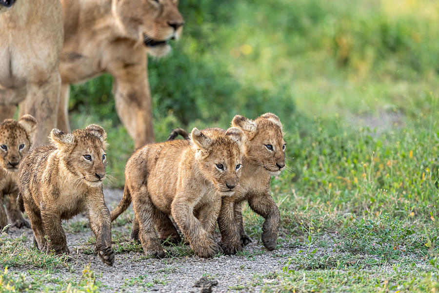 Wildlife Photograph - Kittens On The March by Jeffrey C. Sink