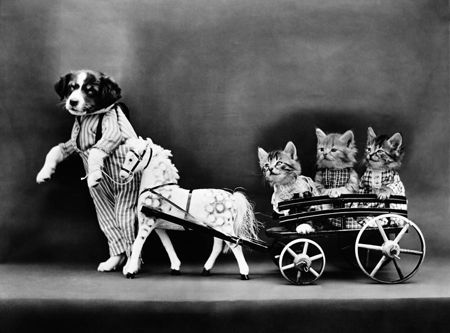 Kittens Taking A Joy Ride - Harry Whittier Frees Photograph by War Is Hell Store