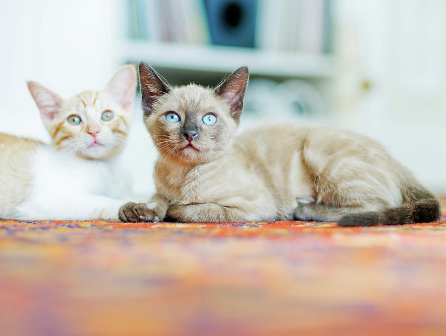 Kitties Sisters Photograph by Cindy Loughridge