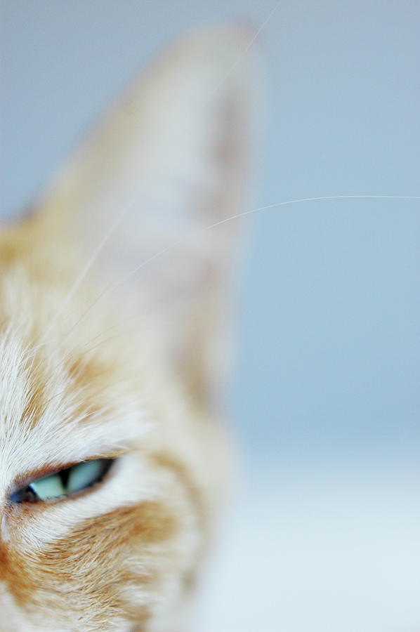 Pets Photograph - Kitty by Cindy Loughridge