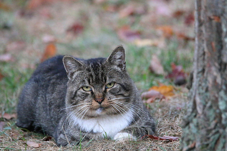 Kitty Kat Enjoying Autumn Photograph by Living Color Photography ...