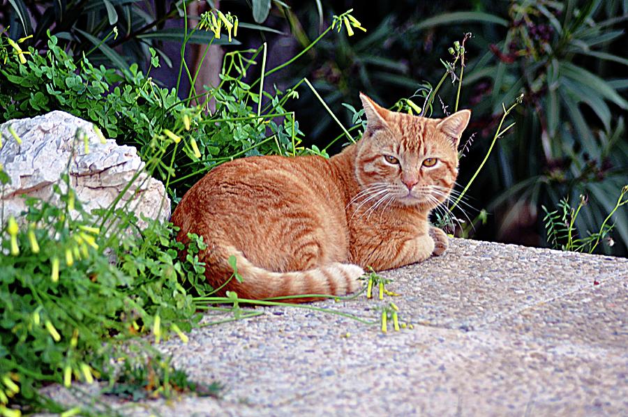 Kitty Kat Photograph by John Hughes Fine Art America