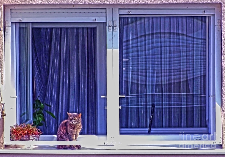 Kitty On The Window Photograph by Jasna Dragun