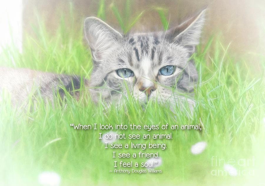 Nature Photograph - Kitty Soul by Peggy Hughes