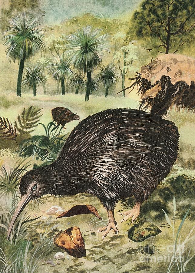 Kiwi Bird Painting by English School