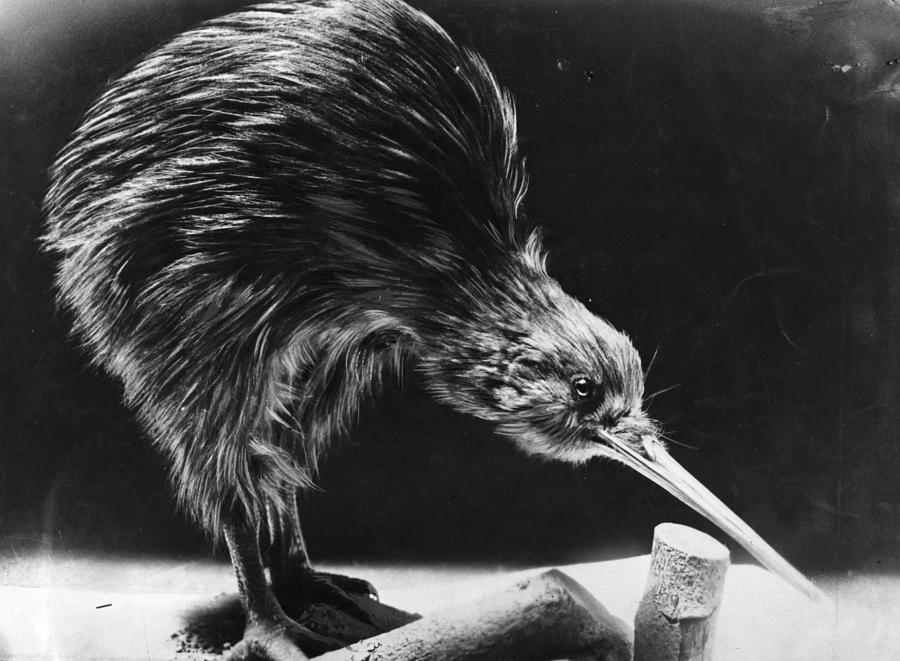 Kiwi Photograph by Hulton Archive