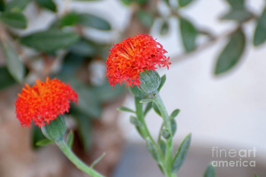 Kleinia fulgens b4 Photograph by Ilan Rosen - Pixels