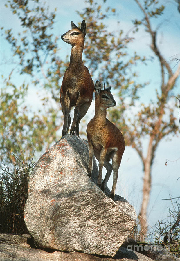 Klipspringers Photograph by Peter Chadwick/science Photo Library
