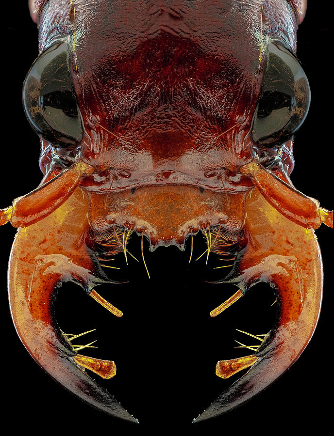 Klug's Xanthine Amazonian Tiger Beetle 3X by Gary Shepard Klug's Xanthine Amazonian Tiger Beetle 3X by Gary Shepard
