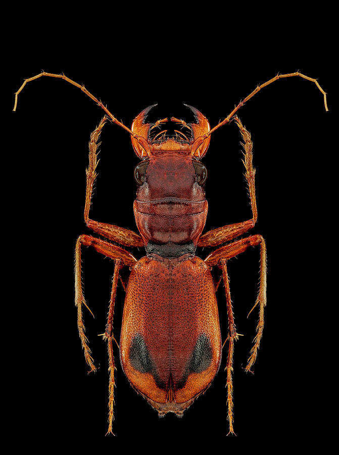 Klug's Xanthine Amazonian Tiger Beetle by Gary Shepard Klug's Xanthine Amazonian Tiger Beetle by Gary Shepard