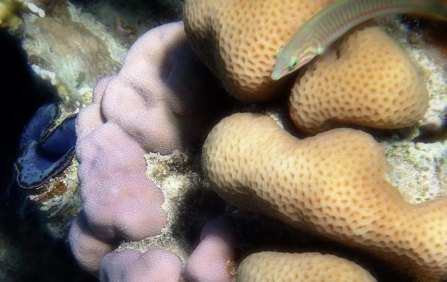 Klunzingers Wrasse Baby And The Red Sea Giant Clam Photograph by Johanna Hurmerinta