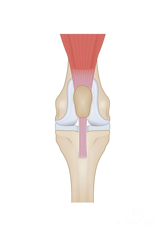Knee Anatomy Photograph By Samantha Elmhurst Science Photo Library Pixels
