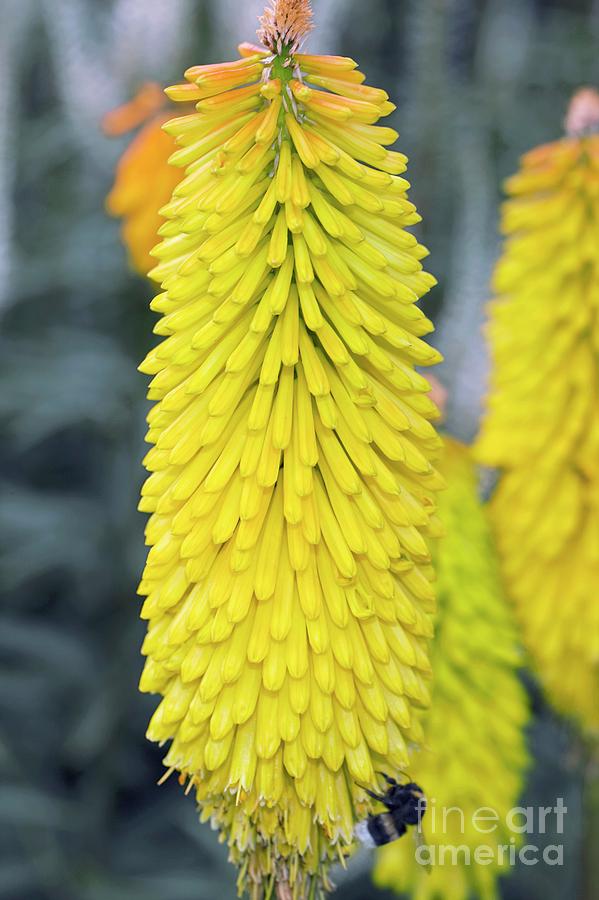 Summer Photograph - Kniphofia spanish Gold by Dr Keith Wheeler/science Photo Library