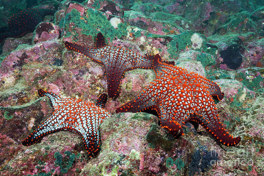 Knobby Starfish Photograph - Knobby Starfish by Reinhard Dirscherl/science Photo Library Knobby Starfish Photograph - Knobby Starfish by Reinhard Dirscherl/science Photo Library