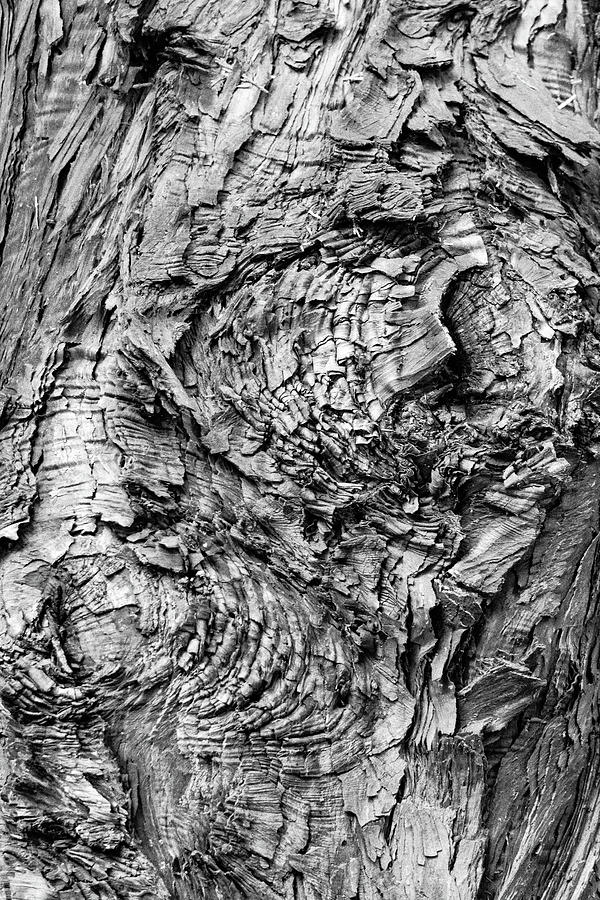 Knock On Wood Photograph by Silvia Marcoschamer
