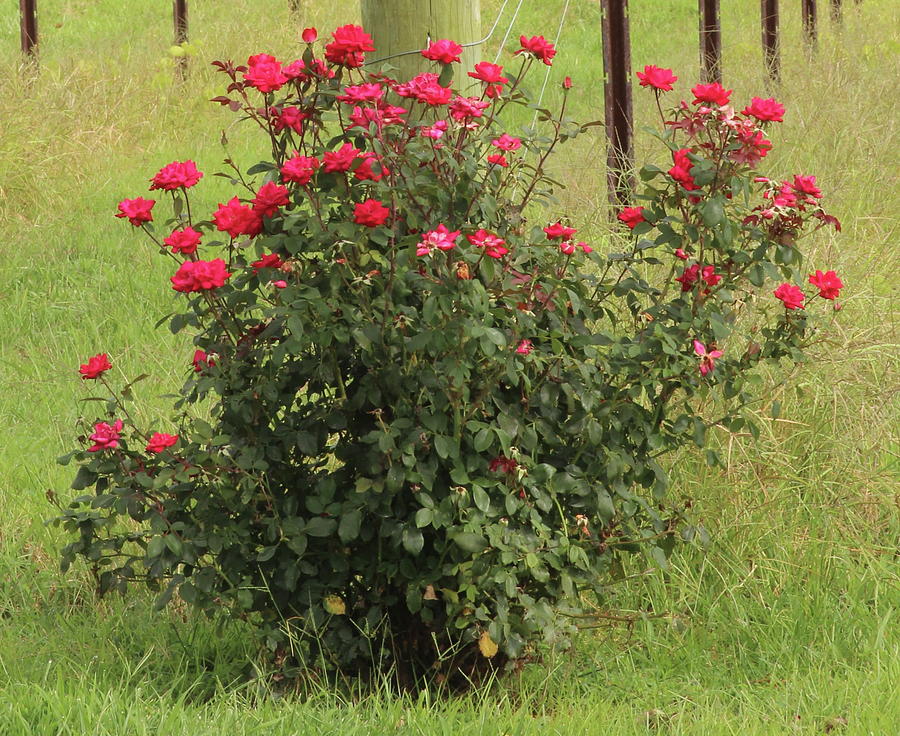 Knock Out Rose Bush Photograph By Cathy Lindsey