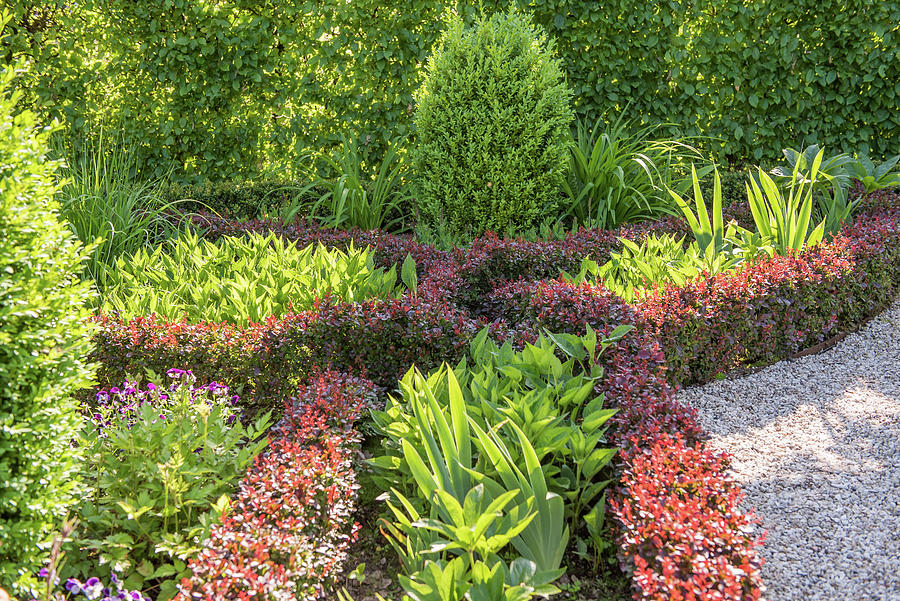 Knot Garden With Barberry Hedge Photograph by Karin Goldbach - Fine Art ...