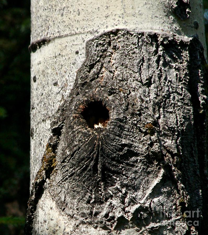 Knot Hole Nest Photograph by Ann E Robson