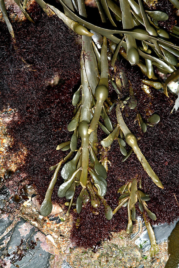 Knotted Wrack (ascophyllum Nodosum) Photograph by Dr Keith Wheeler/science Photo Library