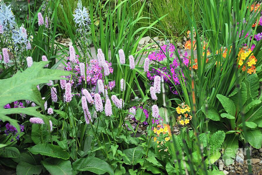 Knotweed (persicaria Superbum) Photograph By Mike Comb Science Photo 