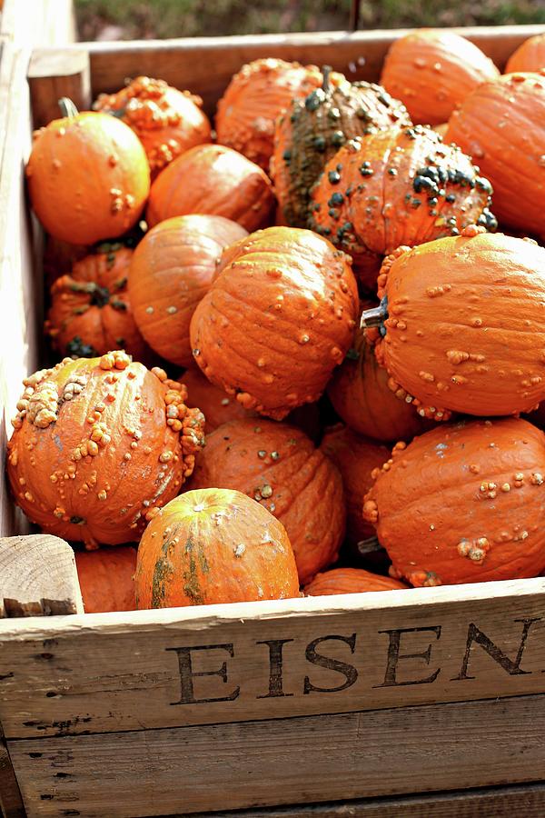 Knucklehead Pumpkins In Wooden Crate Photograph by Alexandra Panella