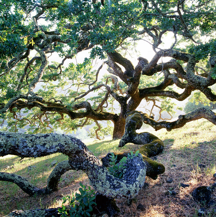 Knurly Oak Trees Photograph by Richard Felber
