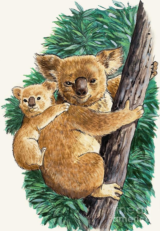 Koala Bear And Baby Painting by English School