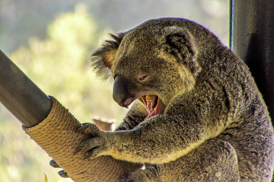 Koala Bear  Photograph by Donald Pash