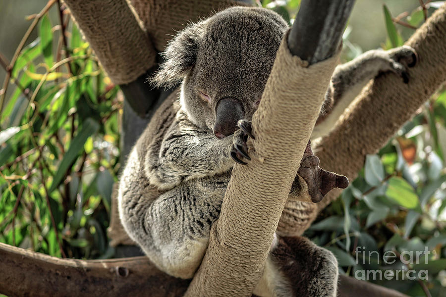 San Diego Photograph - Koala Bear by Edward Fielding