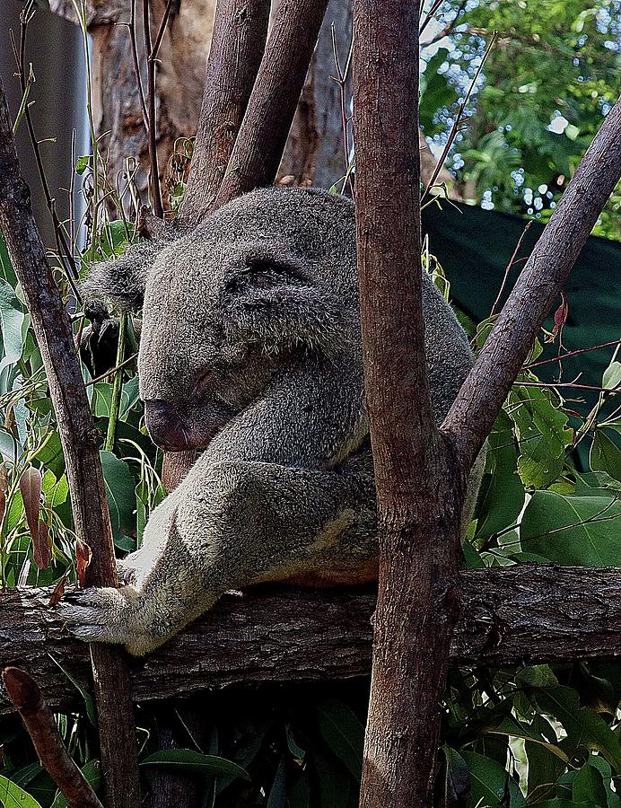 Koala bear Photograph by Martin Smith