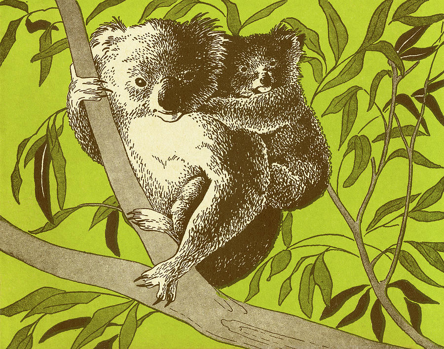 Nature Drawing - Koala Bears in Tree by CSA Images