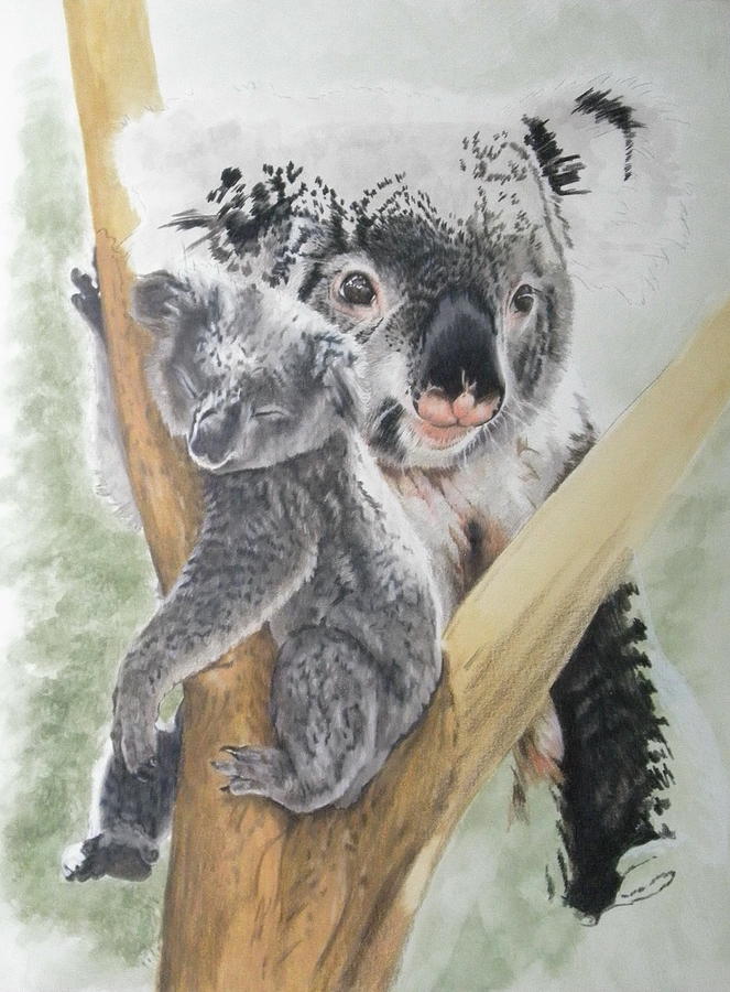 Koala Day 6 by Barbara Keith Koala Day 6 by Barbara Keith