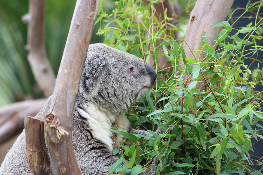 Koala Eating Photograph by Dawn Richards