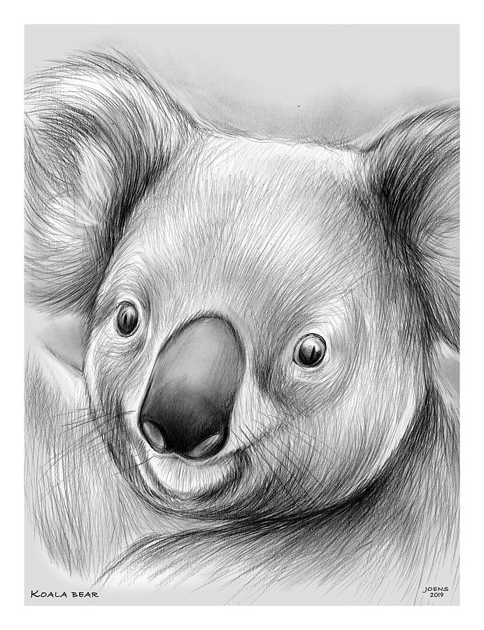 Koala Drawing by Greg Joens
