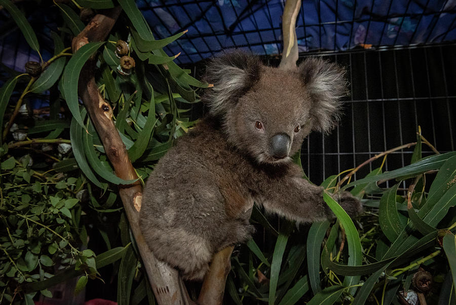 Koala In A Cage At The Mallacoota Wildlife Triage Centre . Photograph ...