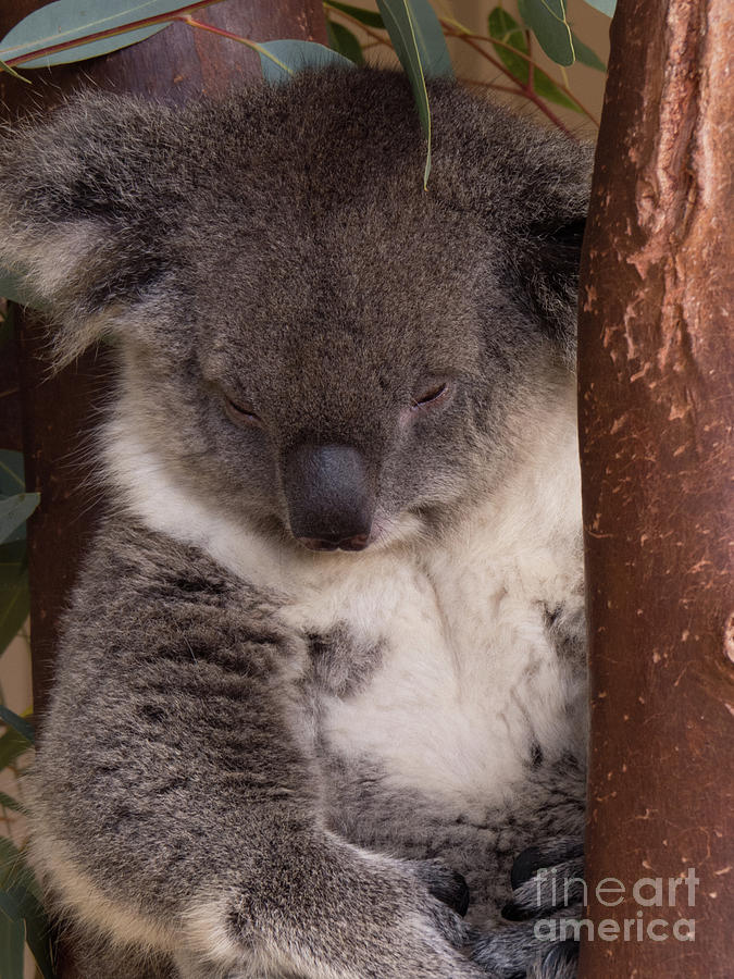 Koala in tree Photograph by Christy Garavetto