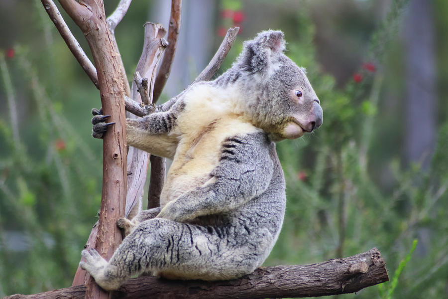 Koala in Tree Photograph by Dawn Richards