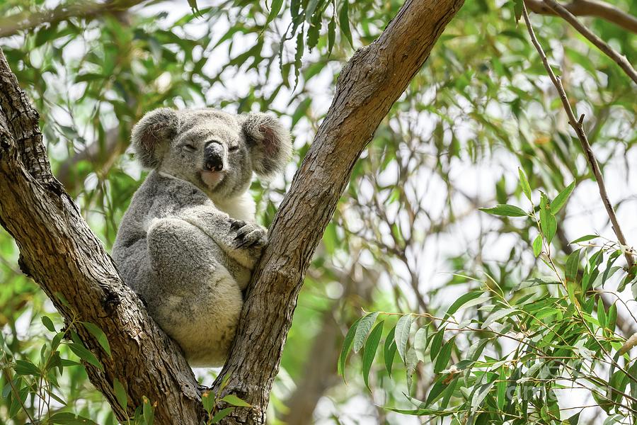 Koala In Tree Photograph by Science Photo Library Koala In Tree Photograph by Science Photo Library