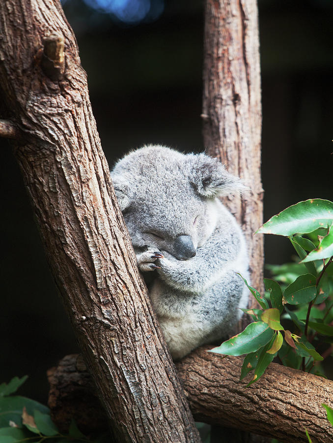 Koala Photograph by Marcos Welsh / Design Pics
