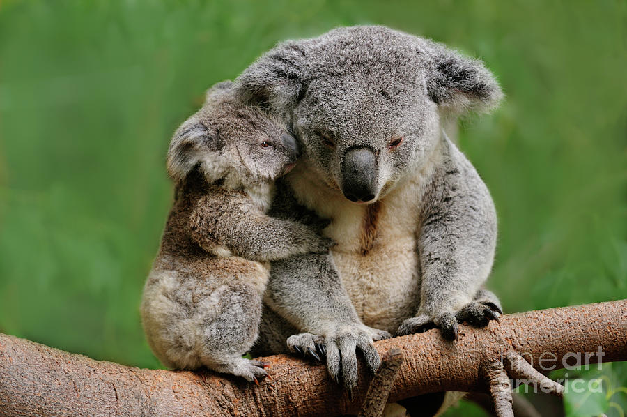Rainbow koala mom and baby picture