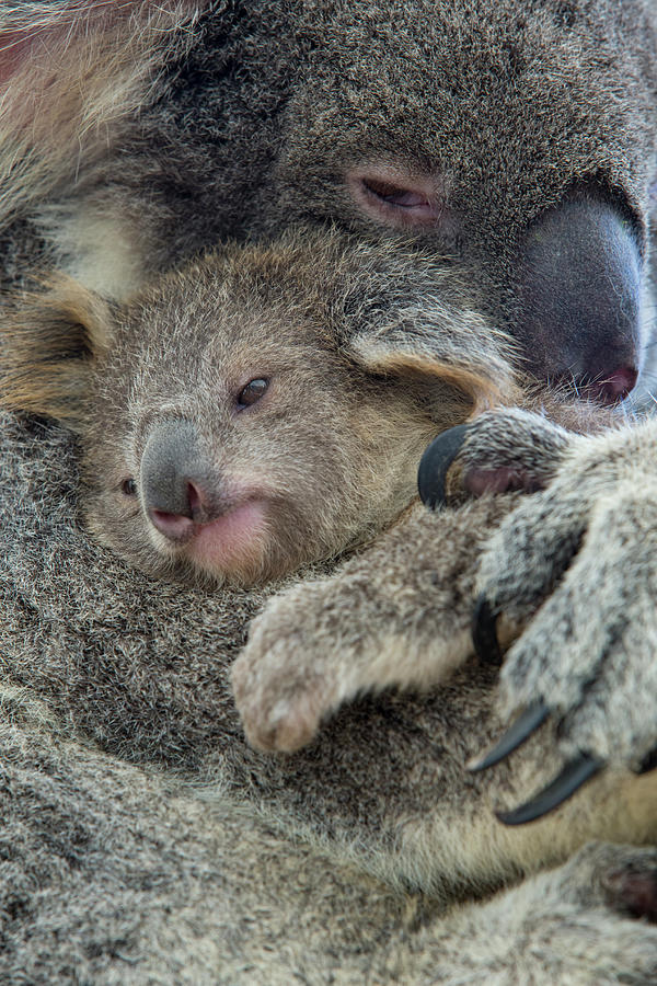 Koala Mother With Joey Queensland Australia Photograph By Suzi Eszterhas Fine