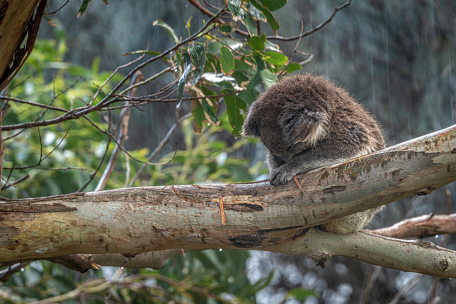 Koala On Tree Branch Sleeping In Rain, Victoria, Australia Photograph ...