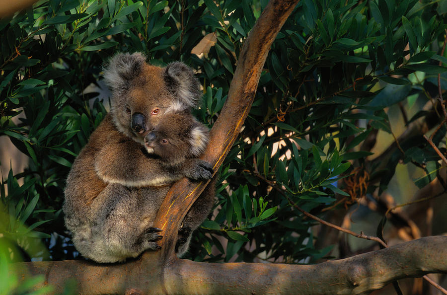 Koala Phascolarctos Cinereus And Baby Photograph by Art Wolfe