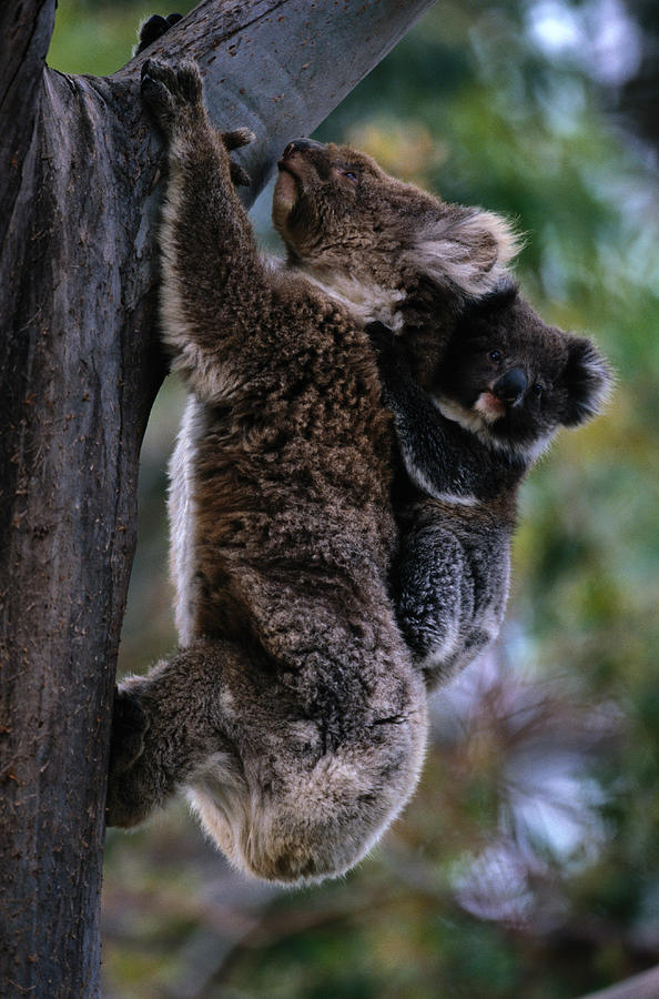 Koala Phascolarctos Cinereus Climbing Photograph by Art Wolfe